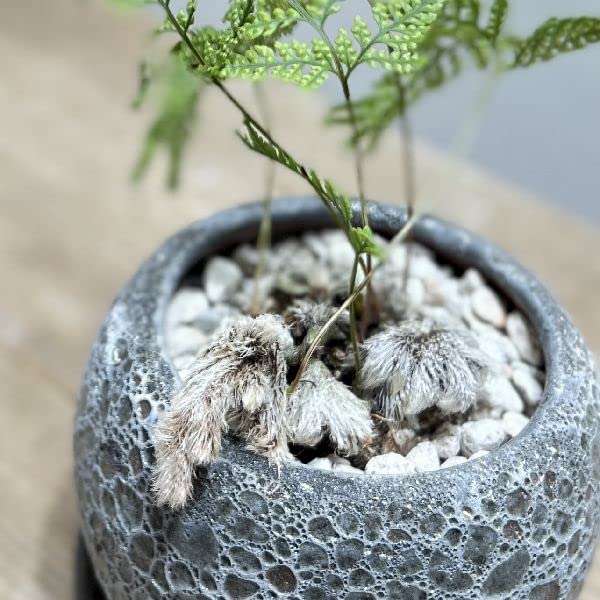 Amazon.co.jp: おしゃれ 観葉植物：ネコの手シノブ*鉢植え 受皿