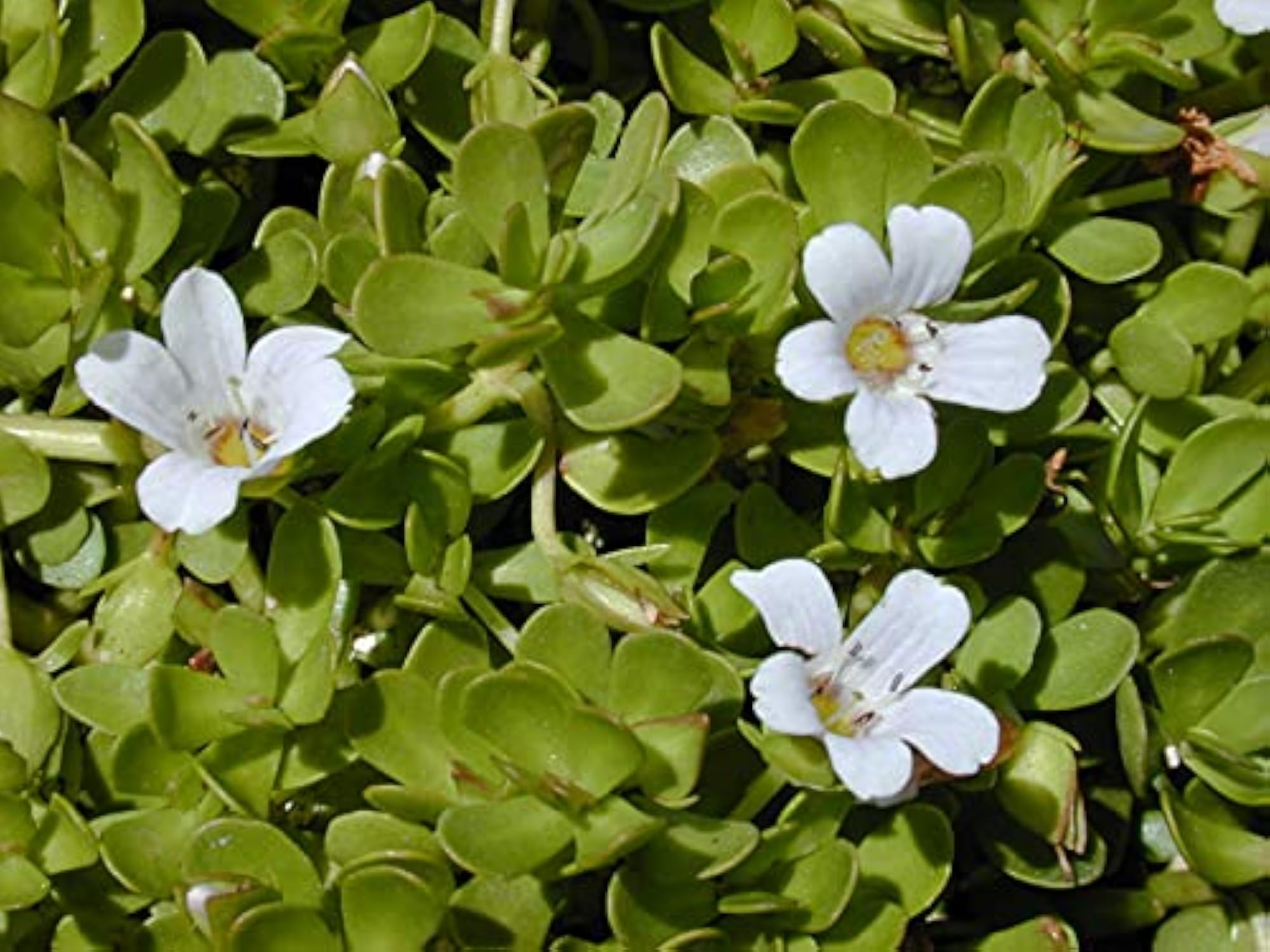 Organic Brahmi Powder, Bacopa Monnieri Leaves, 500 Gms