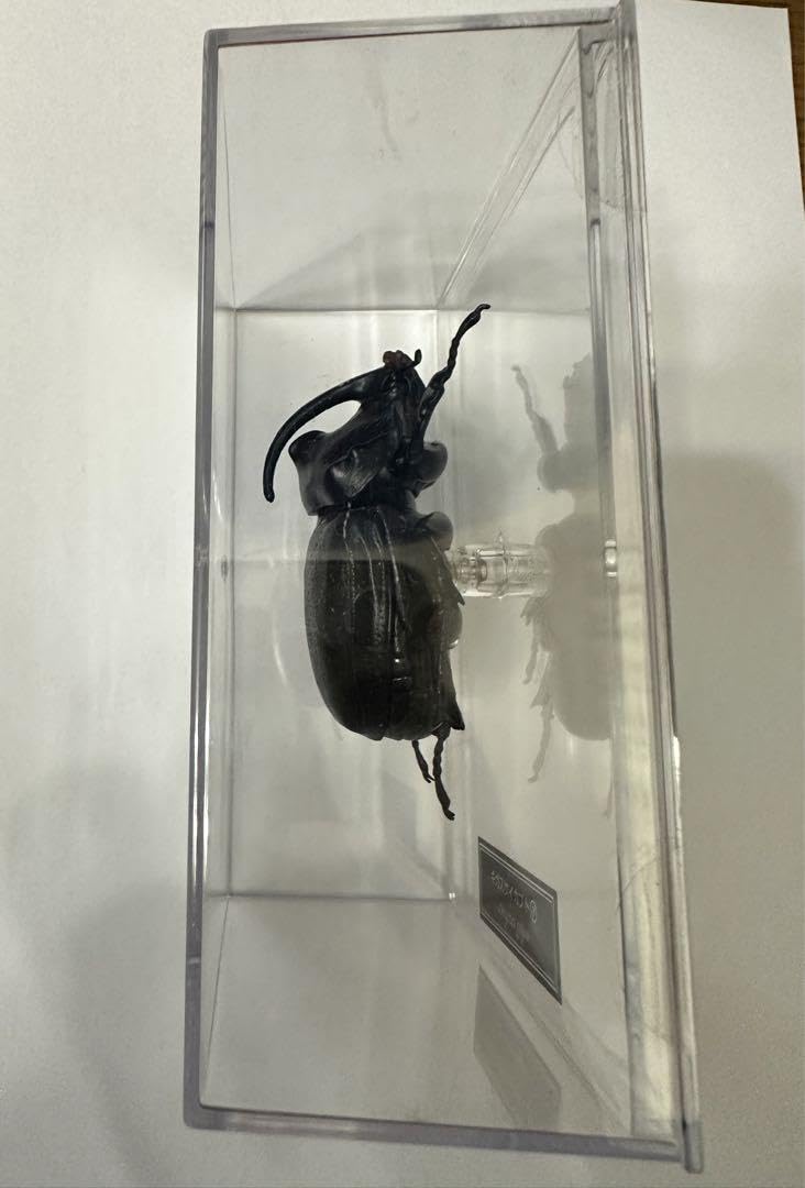 Amazon.co.jp: 世界の昆虫シリーズギガスサイカブト : おもちゃ