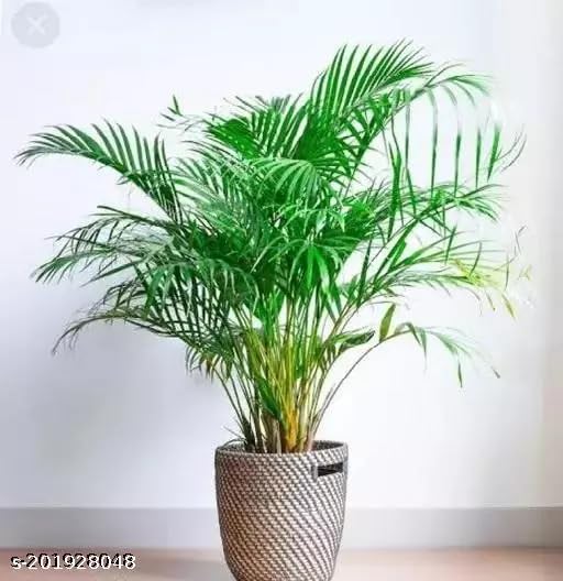 Areca Palm Tree Live Plant Best Indoor air Purifying Plant(Not Include Pot Pack of 1)