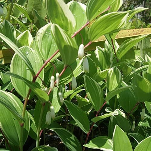 斑入りアマドコロ 6本