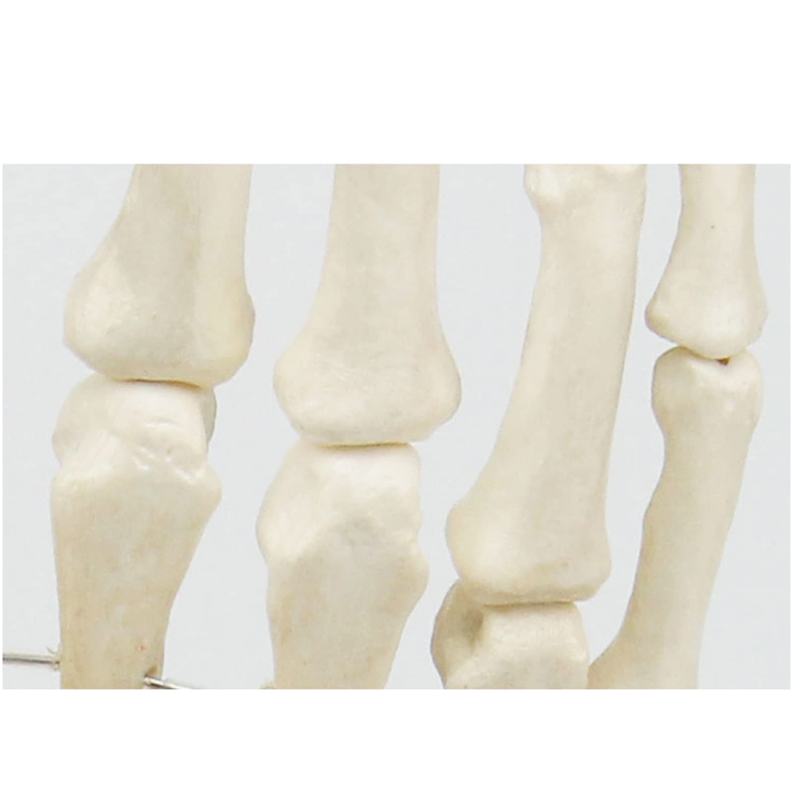 Modello anatomico a grandezza naturale con legamenti – modello di legamento dell'articolazione della mano umana – per insegnamento medico, forniture di laboratorio (B)