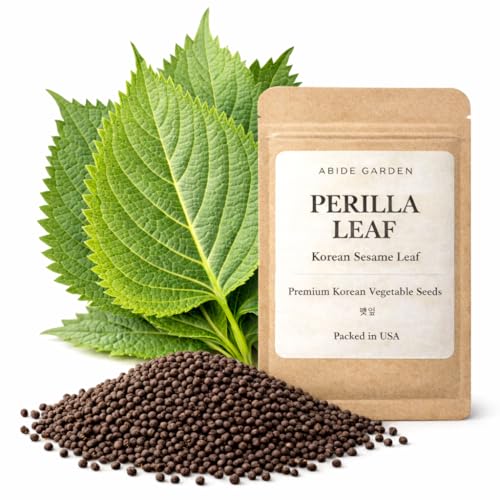 ABIDE GARDEN Authentic Korean Perilla Seeds (Kkaennip/Shiso/Sesame Leaf) 2g Packet Heirloom Non-GMO Culinary Herb Seeds for Planting Easy to Grow Indoors & Outdoors