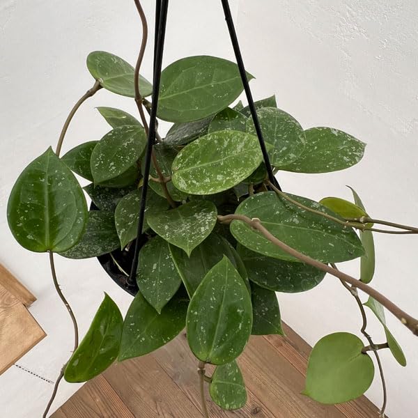 週末セール極めて希少種ホヤ パラディセア hoya paradisea ⑥ 週末