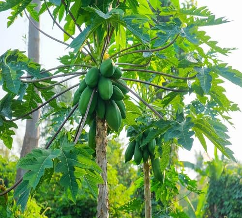 30pcs Fresh Papaya Tree Seeds