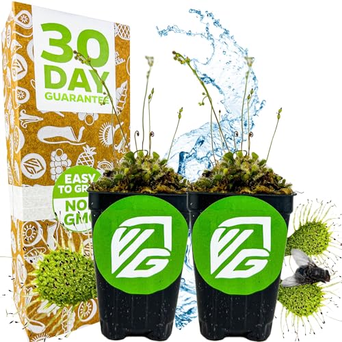 Spoonleaf Sundew Live Carnivorous Plant - Drosera Spathulata by Wellspring Gardens - Starter Plant - Live Potted Indoor Plant Ideal for Home & Office (2-Pack)