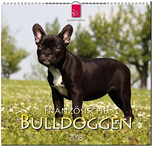 FRANZÖSISCHE BULLDOGGEN: Original Stürtz-Kalender 2018 - Mittelformat-Kalender 33 x 31 cm FRANZÖSISCHE BULLDOGGEN: Original Stürtz-Kalender 2018 - Mittelformat-Kalender 33 x 31 cm