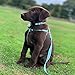 Pawtitas Reflective Step in Dog Harness or Reflective Vest Harness, Comfort Control, Training Walking of Your Puppy/Dog Extra Small Dog Harness XS Purple Orchid Dog Harness