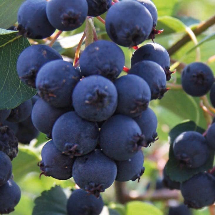 Felsen Kaufen Garten Die 15 besten Produkte im Vergleich