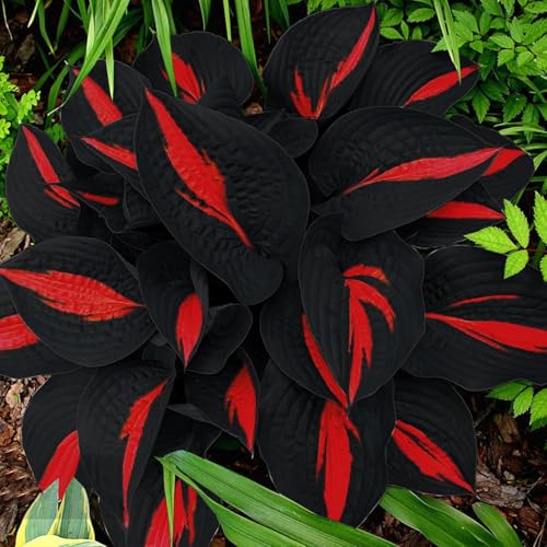 318+ Hosta Seeds - Rare Perennial Plants with Unique Foliage for Shaded Gardens - Non-GMO Heirloom Ideal for Borders and Ground Cover