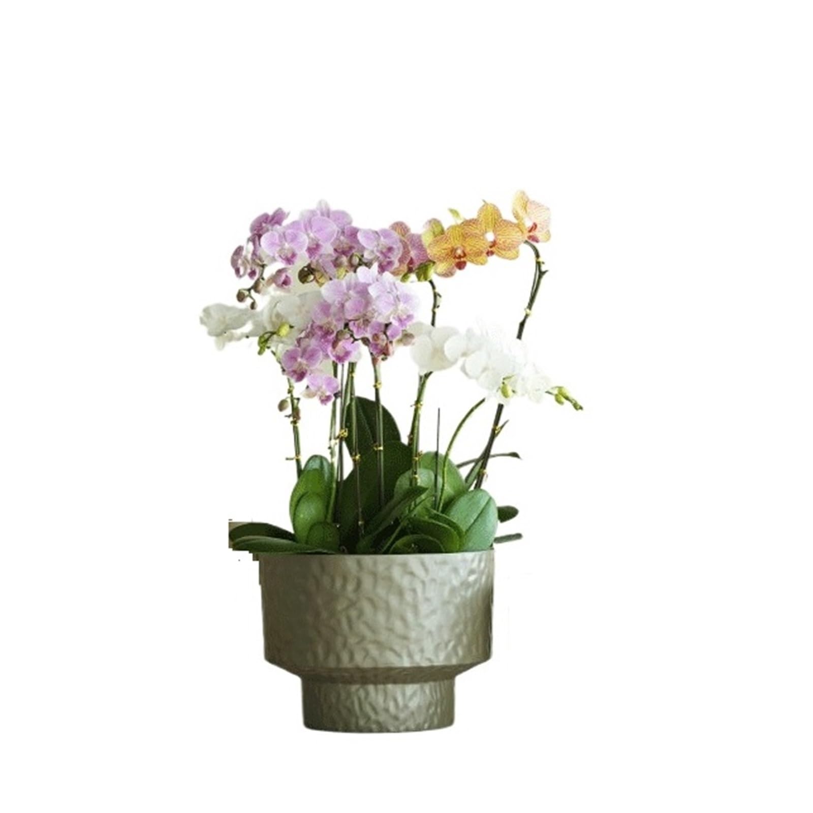 guiling-1986 Pots for Plants Minimalist Planters: These Round Planters Are Made Of Pearlescent Plastic Flower Pot(Bruin,Large)