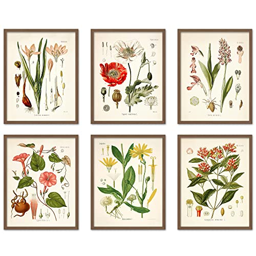 Vintage Botanical Flower Wall Art, Set of 6, 8x...