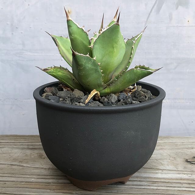 Amazon.co.jp: DENICHI-POT／市野伝市鉢 コウロ型 サクラソウ 植木鉢