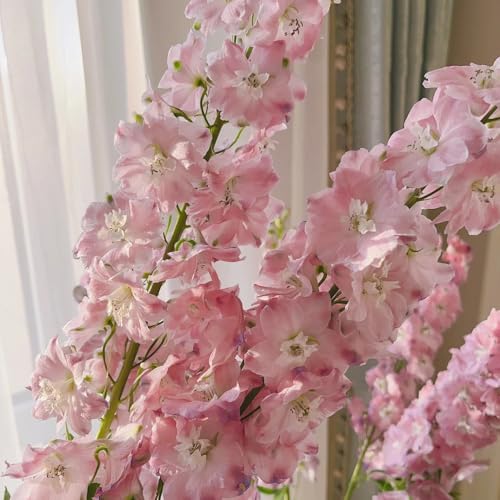 Semillas de delphinium Anual, delphinium resistente Consolida ajacis - semillas de para exterior resistentes al invierno silvestres 550pcs