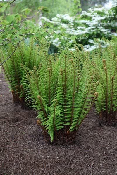 Plant Theory 2L Pot Alpine Wood Fern Dryopteris Wallichiana Hardy Outdoor Ferns Jungle Plant Trunks
