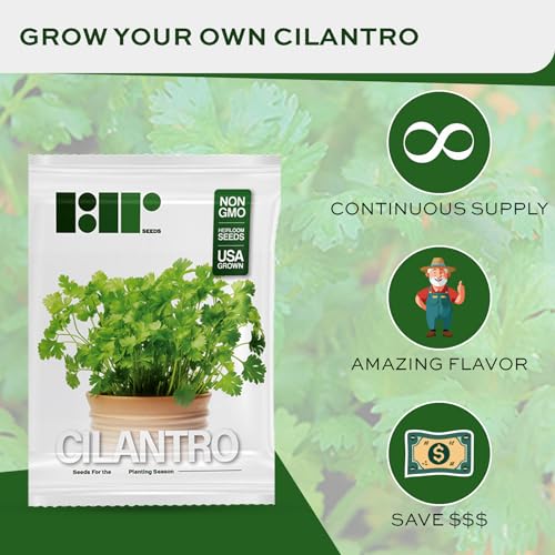 500+ Cilantro Seeds for Planting - Heirloom Non-GMO USA Grown Herb Seeds in Premium Protective Packaging - AKA Coriander, Chinese Parsley, Coriandrum Sativum - by RDR Seeds - Image 2