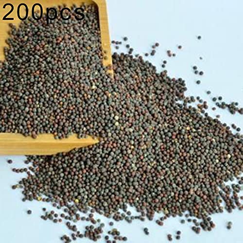 200pcs misto colore floreale piante semi pack hosta piantaginea semi fragranti piantaggine pianta decor pianta Viola Semi di Hosta