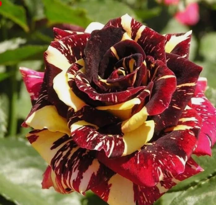 Abracadabra Stunning Striped Velvety Red and Yellow Magically Clustered Floribunda Compact Bush Rose in a 3 Litre Pot Well Established- Garden Ready