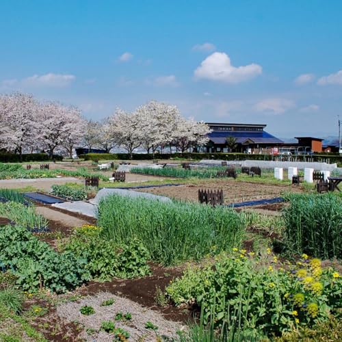 旬の有機野菜詰合せ/群馬県甘楽町産|有機野菜 新鮮野菜 有機栽培 獲れたて 群馬県産 甘楽町産 [0350]