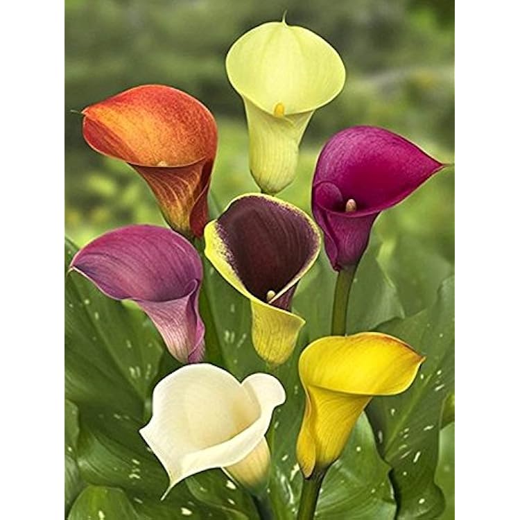 Calla Lily Bulb 1416 cm Bulb Zantedeschia Nigeria Ubuy