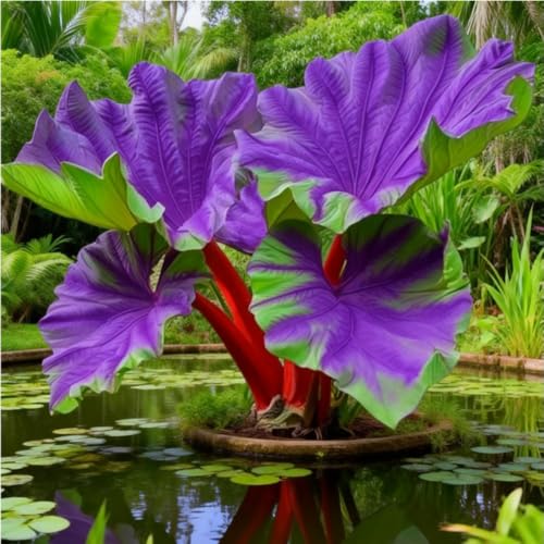 Elephant Ear Bulb for Dramatic Leaf Impact Lush Backyard Landscape Style