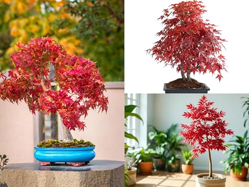 Image of 35 Seeds- Redleaf Maple Acer Tree Seeds - Grow Indoor & Outdoor - All Seasons