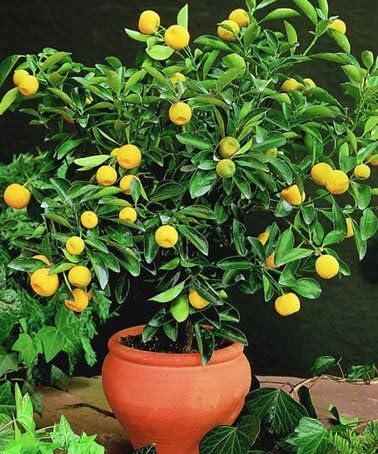 Mphmi Live Plant Nursery NCR Plant Lemon Hybrid plant - Fruit Plants & Tree (B0C4H3F1PH) Amazon Price History, Amazon Price Tracker