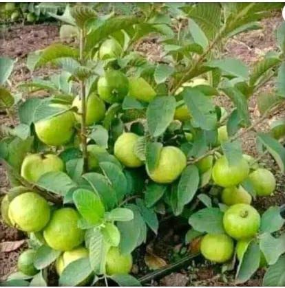 Nature Amrud Plant Fruit Tree Sweet Guava Red Flesh Hybrid Good For Healthy (Guava Plant 3) (B09XHL9DQN) Amazon Price History, Amazon Price Tracker