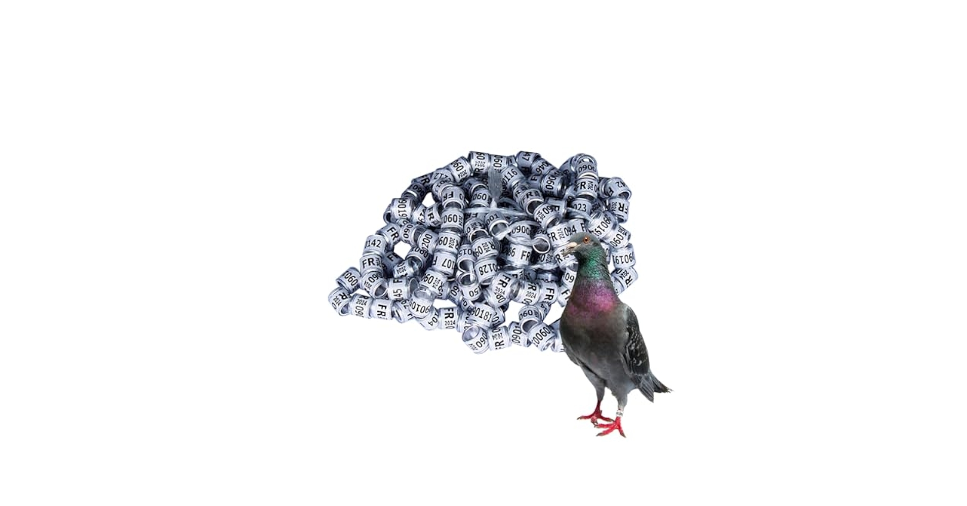 Amazon | 2025 鳩の足リング、鳥の足リング - 安全な鳩用品