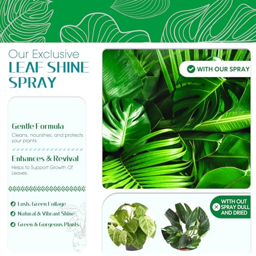 Spray Brillante para Hojas de Plantas de Interior 16.91 OZ miniatura 3