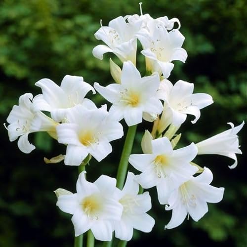 ベラドンナ ホンアマリリス ユリ 球根 多年草 ベラドンナリリーのサムネイル