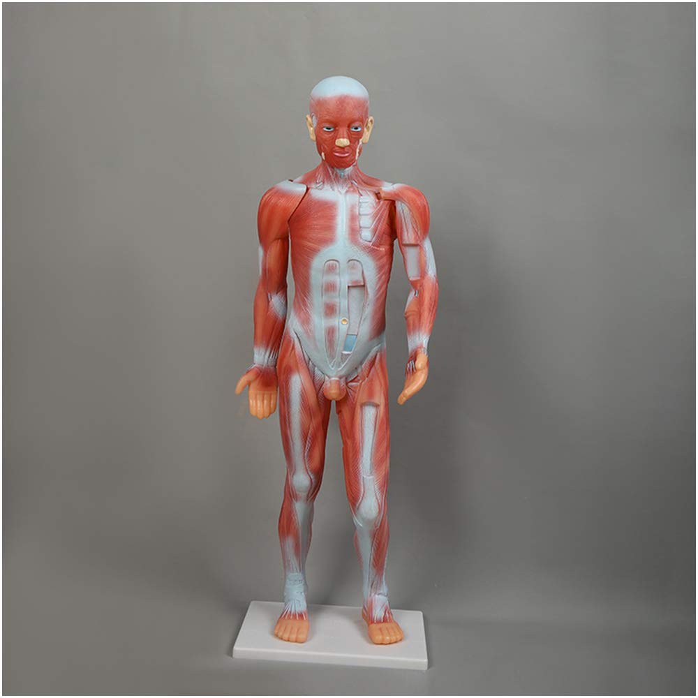 Buy FMOGE Human Muscle Anatomy Model Human Muscle And Skeleton