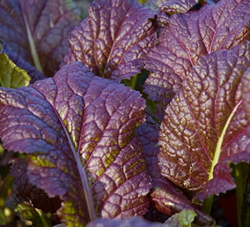 500 Osaka Purple Mustard Seeds for Planting Heirloom Non GMO 1+ Grams Garden Vegetable Bulk Survival