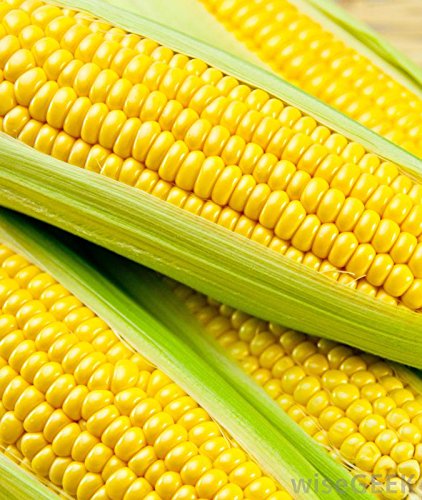 Bhajanlal Greenery Sweet Corn F1 Hybrid Vegetable Seeds By Garden Care (Pack Of 2) (B01J8AWZ0A) Amazon Price History, Amazon Price Tracker