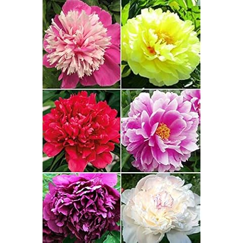 20+ Mixed Peony Flower Seeds Double Beautiful Perennial Bonsai Plant Garden Cover