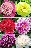 20+ Mixed Peony Flower Seeds Double Beautiful Perennial Bonsai Plant Garden
