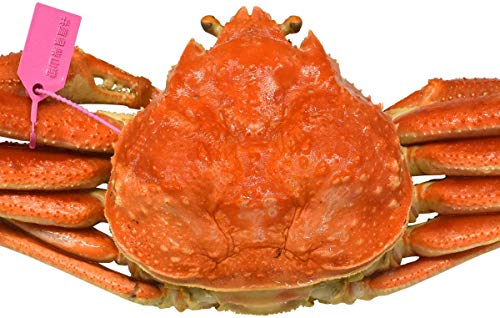 松葉ガニ タグ付き 漁解禁 茹で ボイル 松葉蟹 [ 700 ～ 800g × 1杯 ] 産地証明 タグ付 兵庫県 山陰 浜坂 柴山 津居山 香住 水揚げ 日本海 - かに お歳暮 贈答用 自宅用 産直 お取り寄せグルメのサムネイル