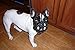 L&J Pets Uk Maulkorb für Französische Bulldogge, leichtes Leder (Braun)