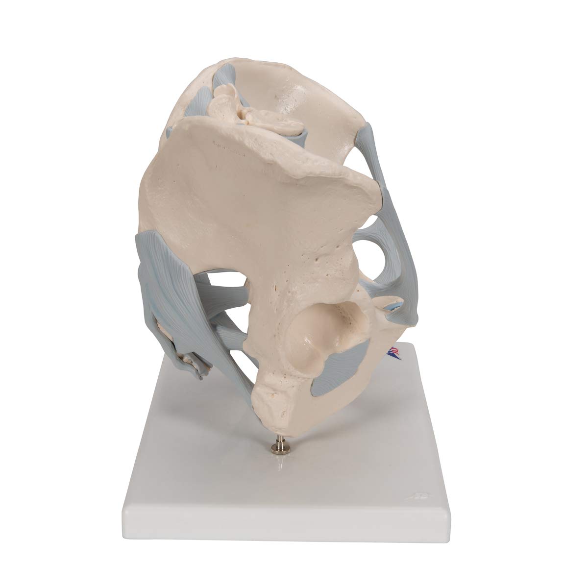 3B Scientific Anatomiemodell: Schwangerschaftsbecken 3-teilig + Kostenlose Smart Anatomy App – Für Medizinstudenten & Ausbildung