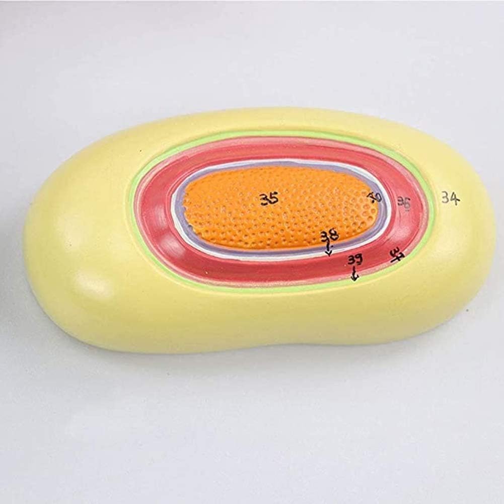 Modello di anatomia cellulare batterica per addestramento medico, cromosoma nucleare biologico e strumento educativo Flagellum, ideale per uso in classe e studio