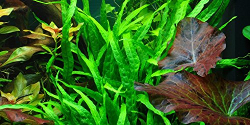 Microsorum pteropus è una specie altamente variabile, e nuove varietà sono facilmente cresciute.