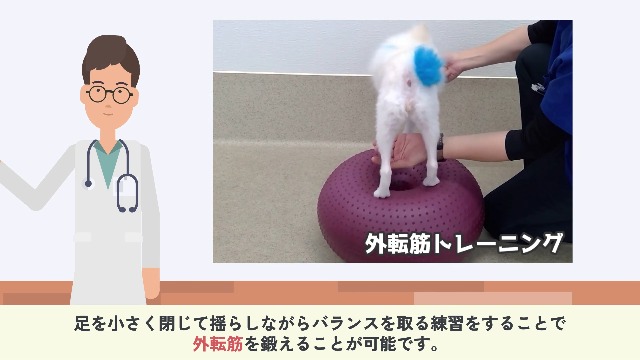 Amazon | アプリア ドーナッツボールプラス 犬用 バランスボール 動物
