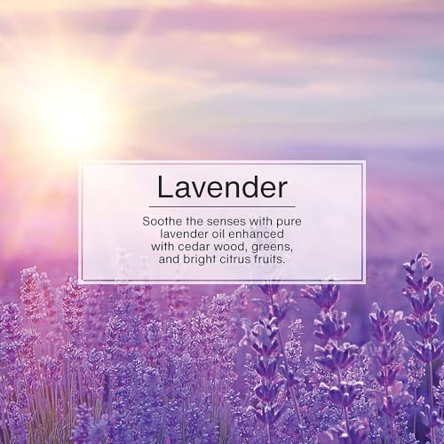 Image of LITTLE TREES Air Fresheners Car Air Freshener. Hanging Tree Provides Long Lasting Scent for Auto or Home. Lavender, 24 Airs Fresheners (Pack of 6)