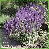 Garten Schlüter