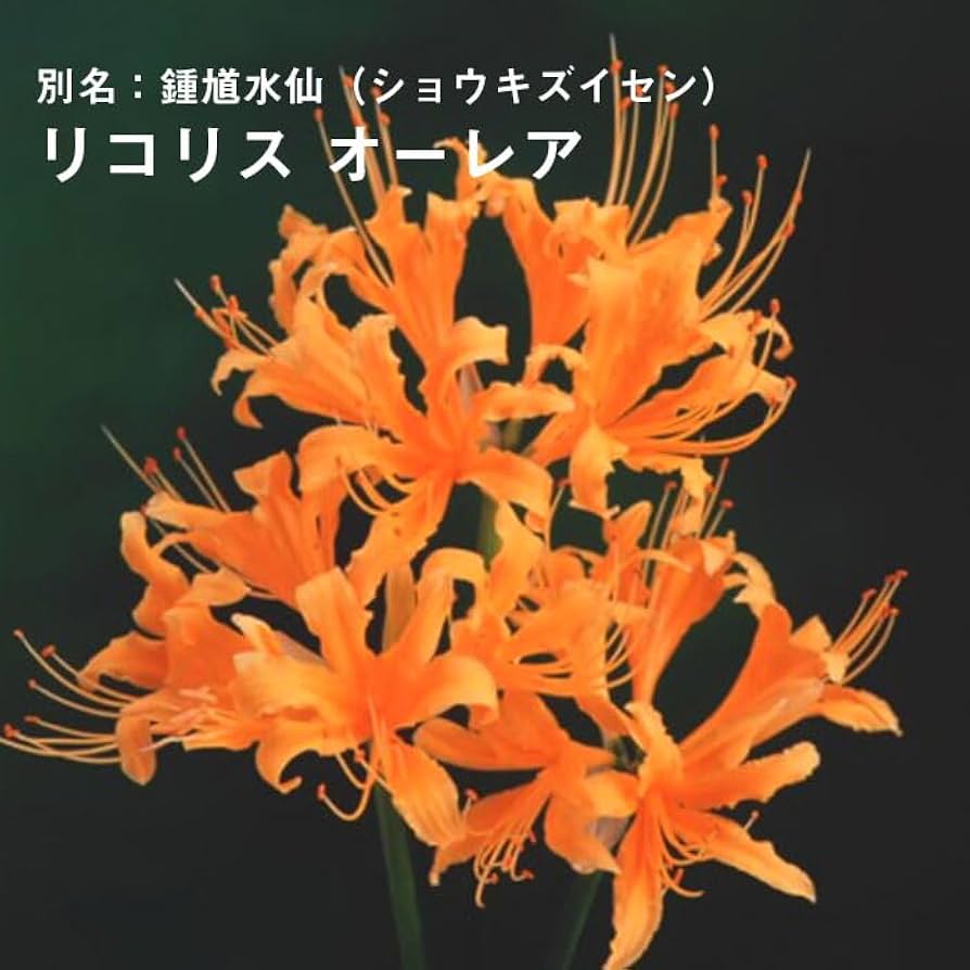 51UZ95weouL._AC_UF894,