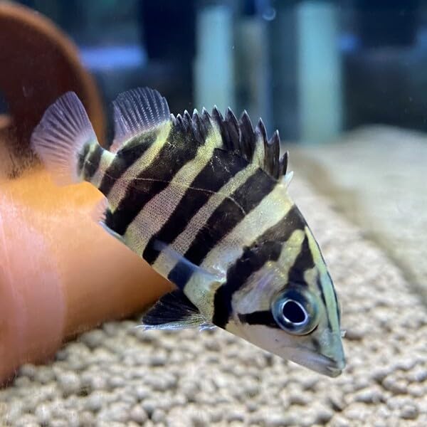 Amazon | ダトニオプラスワン（スマトラタイガー） 5-7cm 1匹