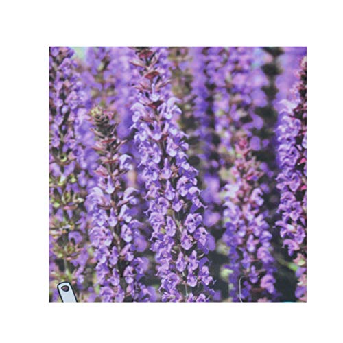 Salvia nemerosa 'Ostfriesland' 9cm Pot Size, Pack of 2
