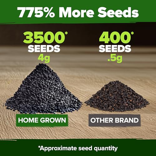 HOME GROWN Genovese Basil Seeds 2 Pack - 3500 Non GMO Heirloom Basil Seeds for Planting (Ocimum basilicum) - Herb Seeds for Indoor & Outdoor Gardening - Grow for Culinary Use - Image 3