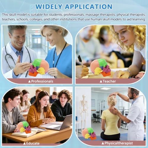 Image of Mini Human Skull Model,White Human Anatomy Exploded Skull,Removable 17 Parts Anatomy Skull Model for Study,Teaching Demonstration and Medical Education Display White