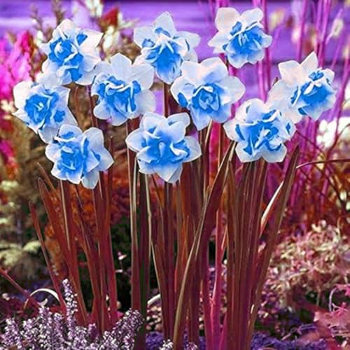 Gorgeous Daffodil Bulbs Mix for Planting Now UK Perennials/Home Decoration/Strong Plants That Grow Well/Fragrant Greening Flower/Natural Organic/Landscape Design Plants.-2bulbs-A